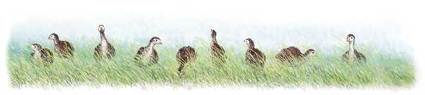 Mama Hen Becomes a Foster Parent for Guinea Keets